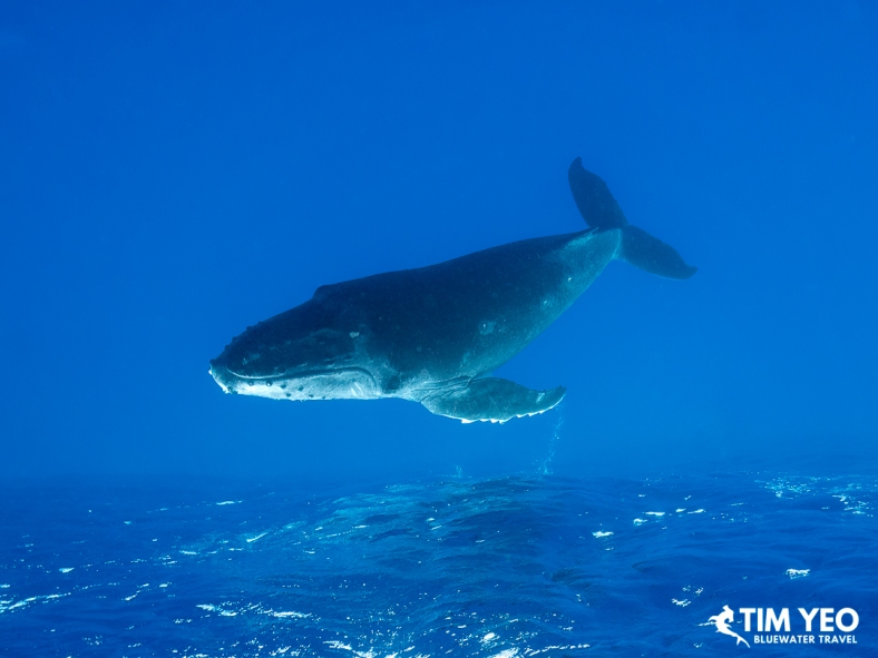 Humpback whale just under the surface, tail lifted, Moorea.