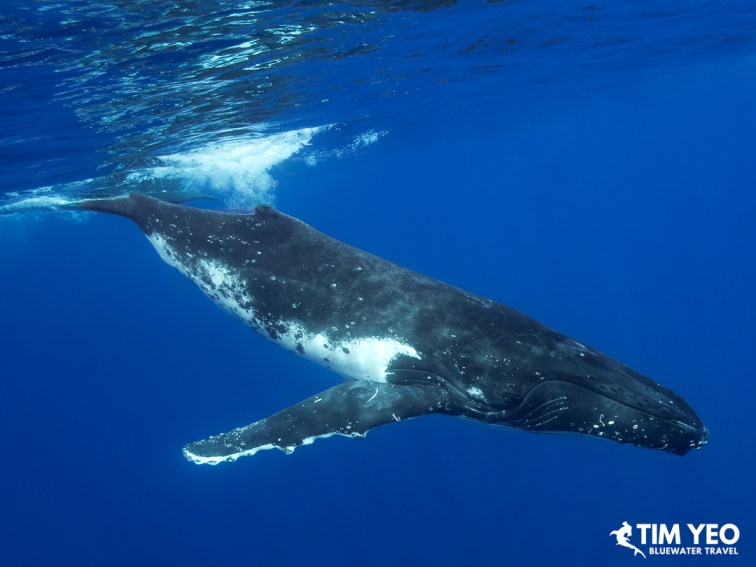 A humpback whale gliding through blue water in Moorea.