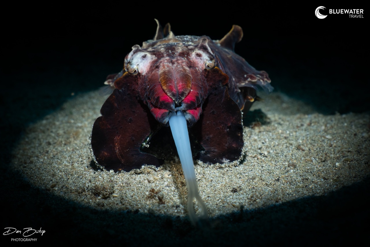 Macro photography in Anilao