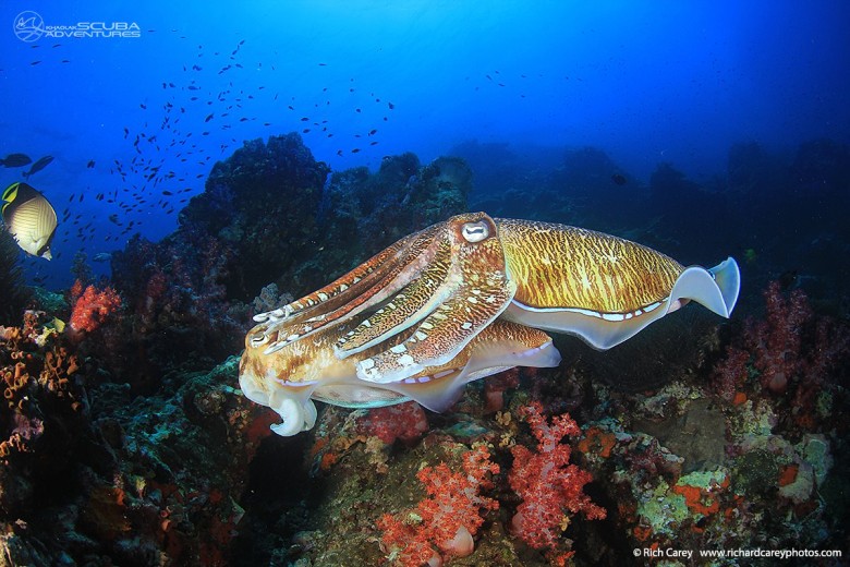 Giant cuttlefish hovering over a soft coral reef, Similan Islands Thailand.