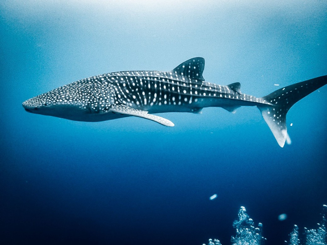 Whale shark swimming underwater, Dhangethi, Maldives