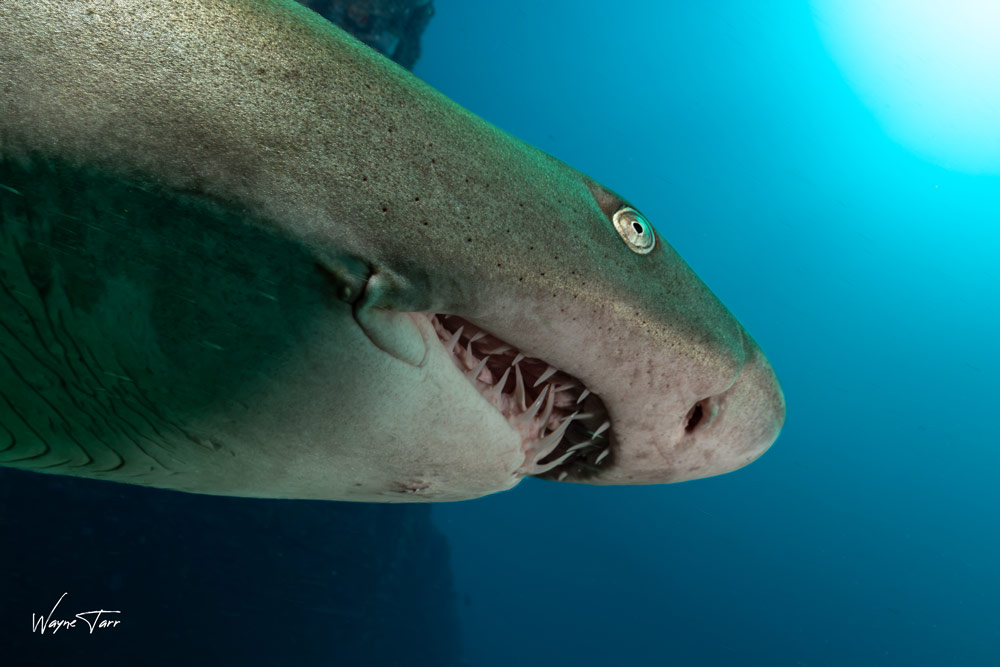 Sand tiger or ragged-tooth shark at Sodwana Bay, South Africa