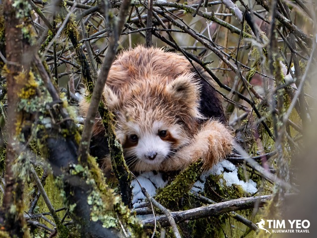 A rare red panda sighting