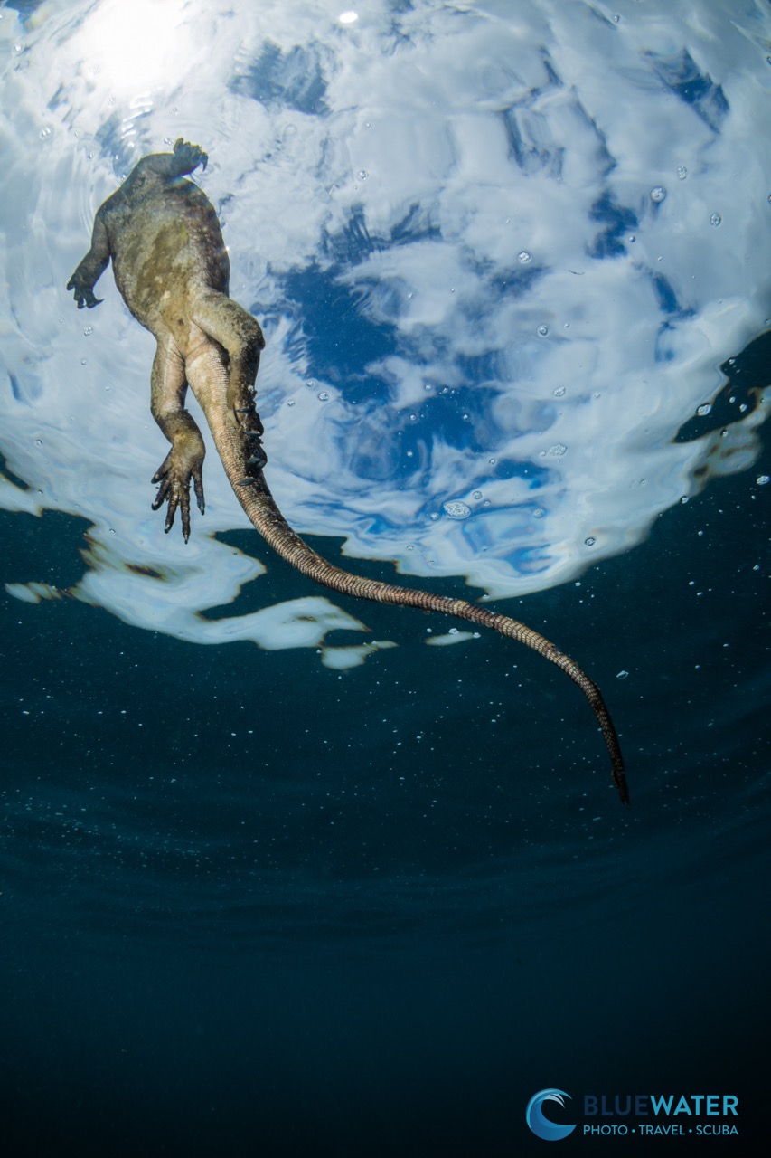 A marine iguana rises to the surface