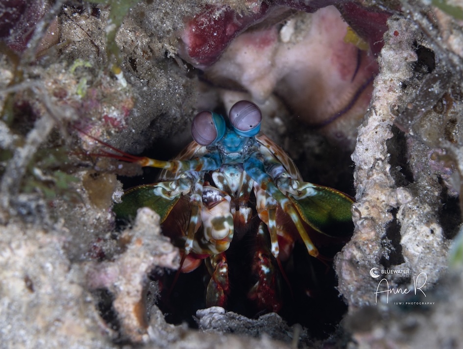 Up close and personal with a mantis shrimp