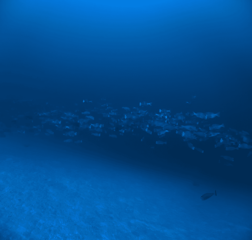 A large school of fish near the seabed.