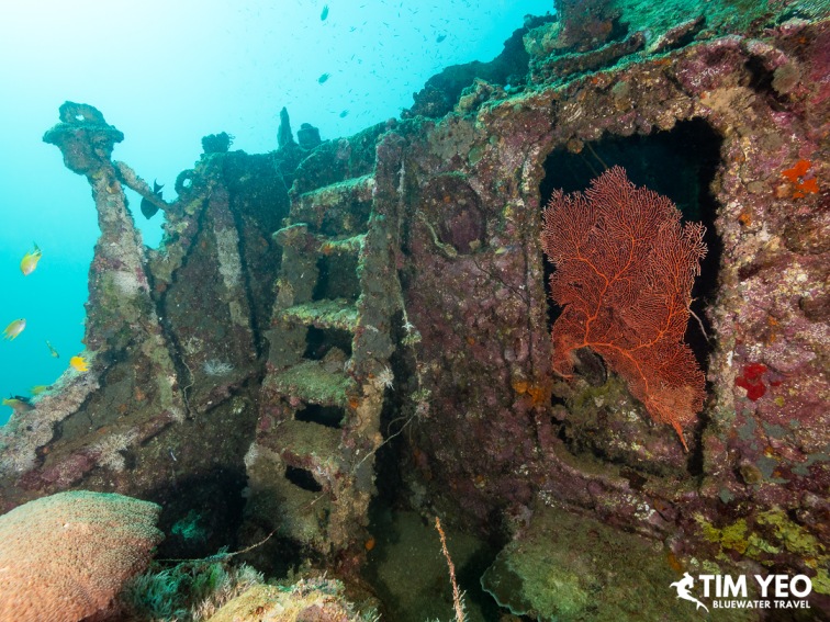 Sea fan growing inside a doorway on the wreck superstructure