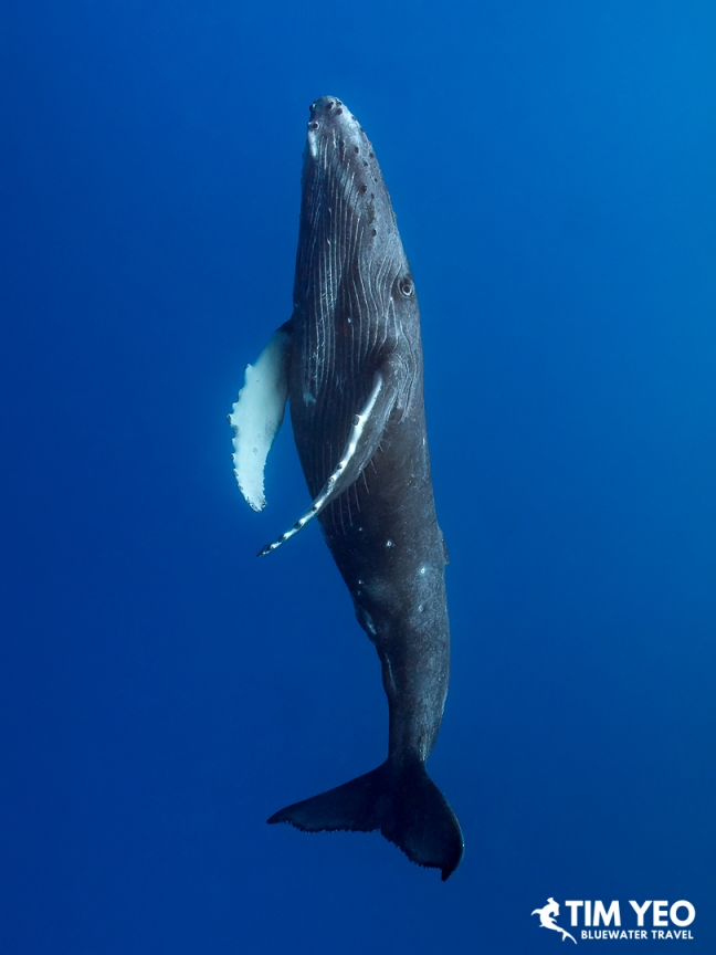 A humpback whale hanging vertically in the water, Moorea.