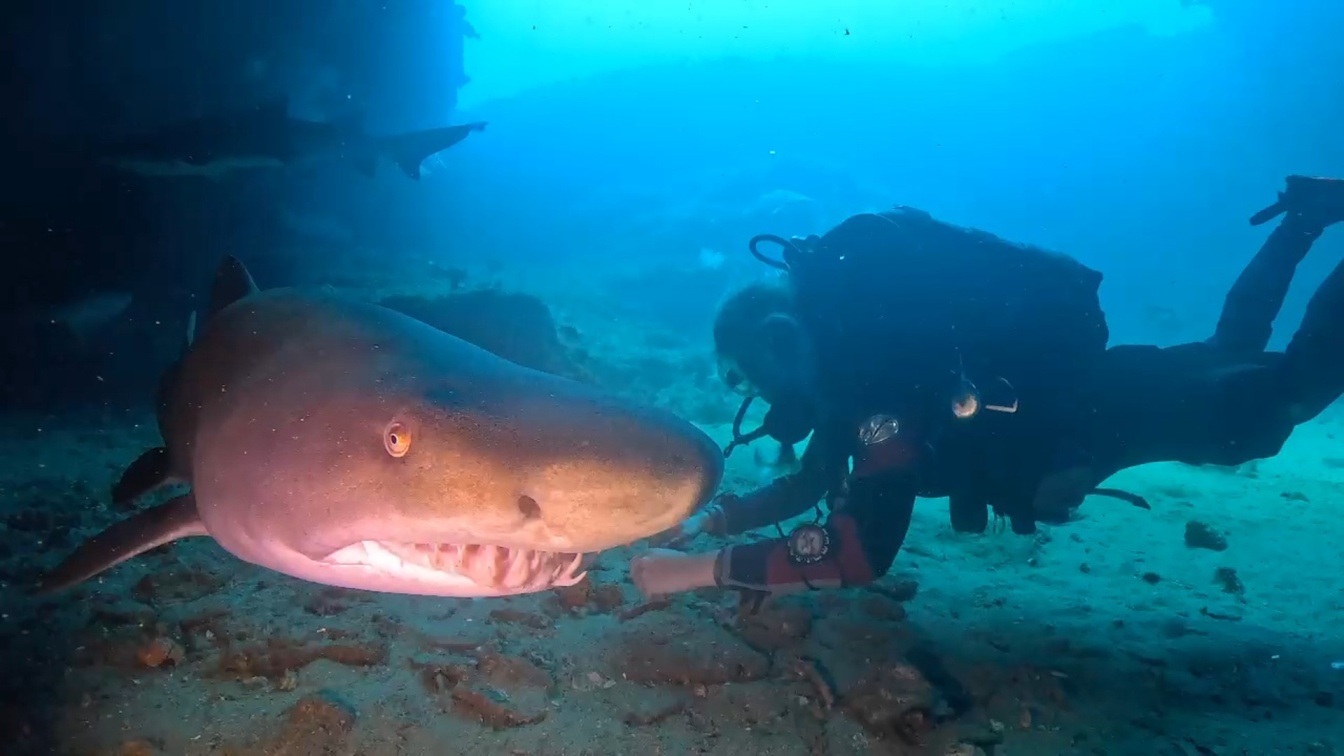 Scuba diver observing a ragged-tooth shark resting on the reef at Protea Banks