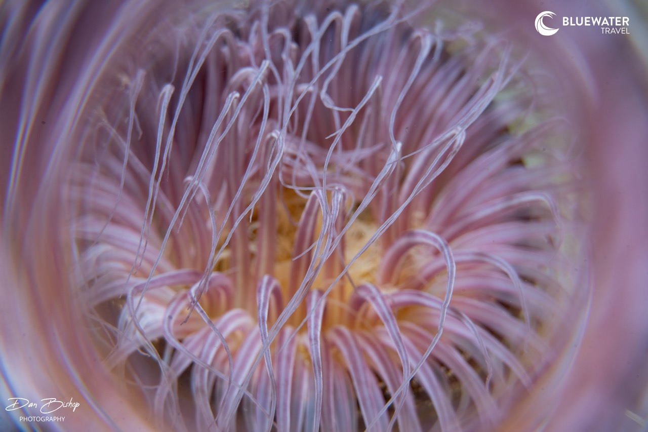 Critters in Anilao