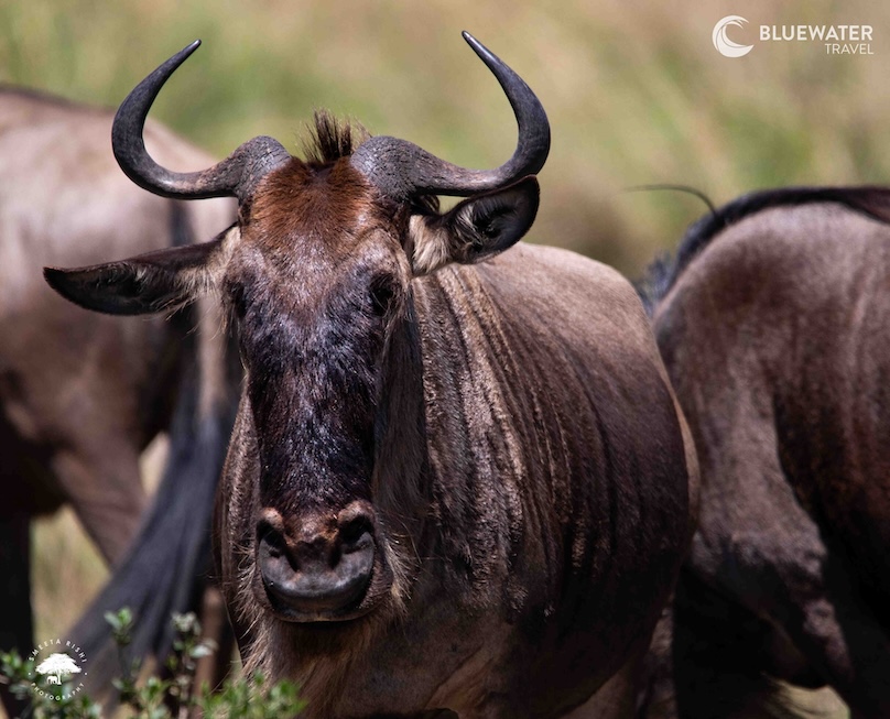 A wildebeest stares at the camera