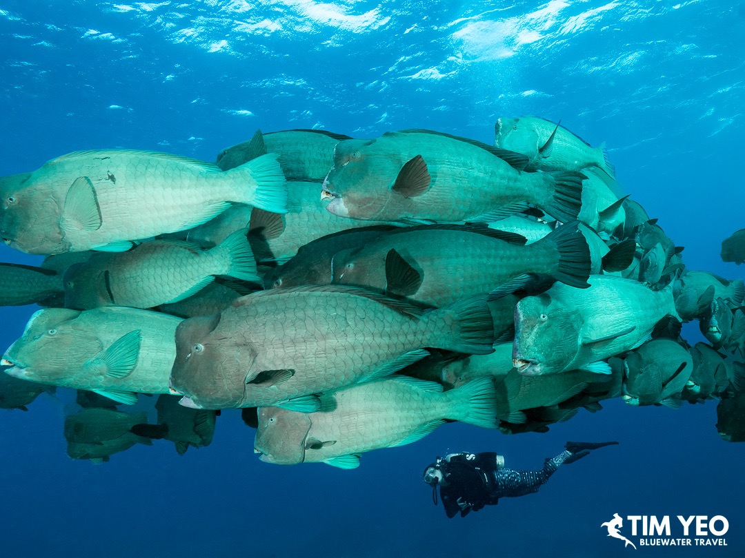 Large school of bumphead parrotfish