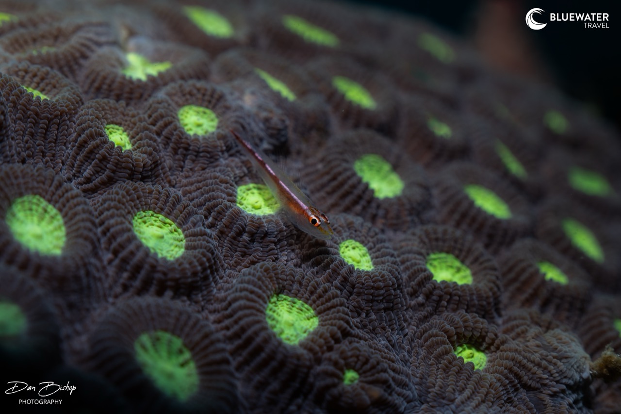 Macro photography in Anilao