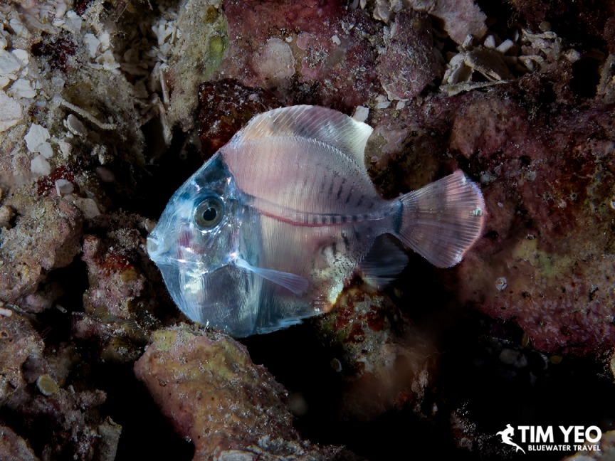 Small translucent fish sheltering in the reef at nigh