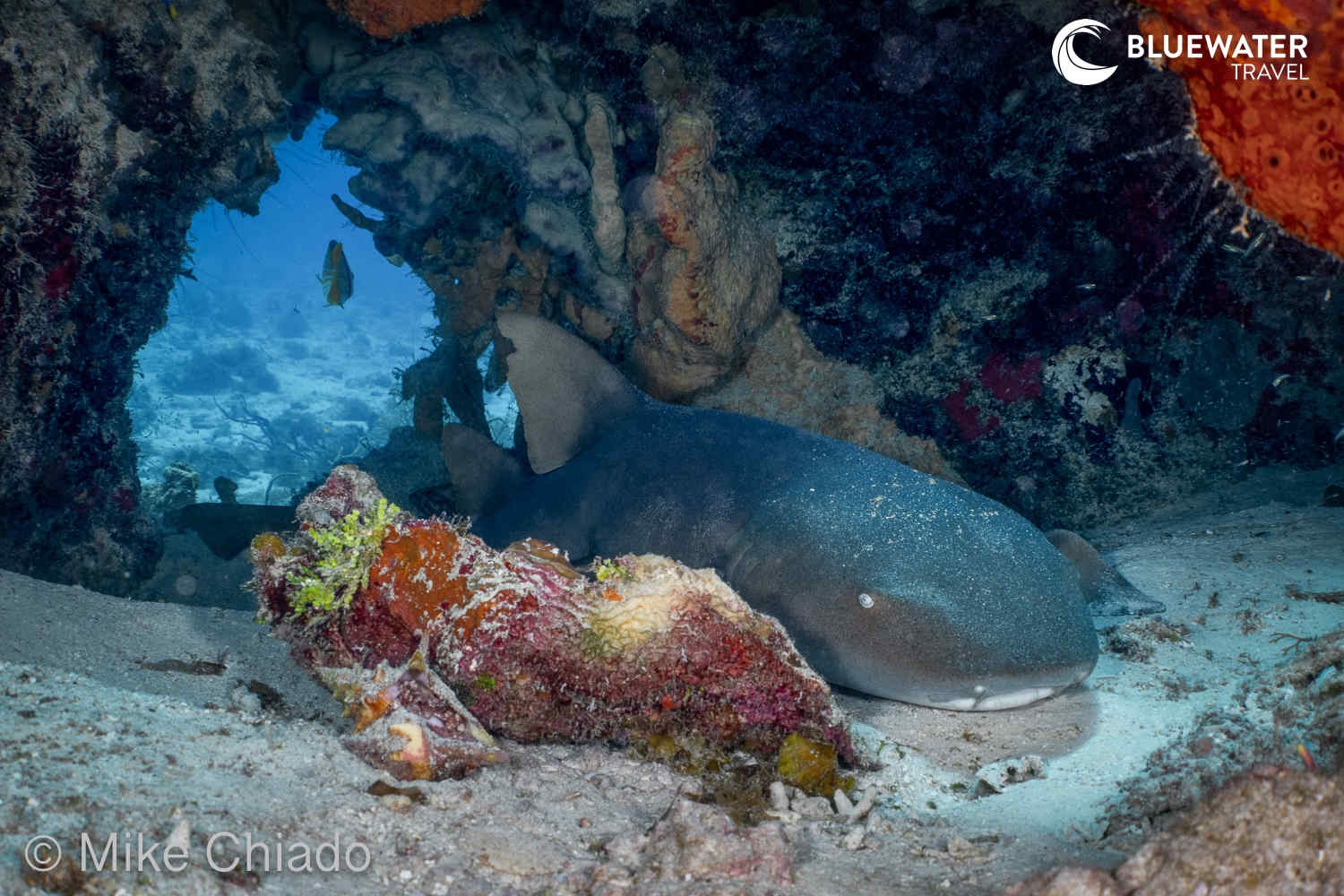 Resting Nurse Shark