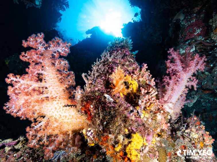 Soft coral and colorful sponges backlit by sunlight, Kormurum reef
