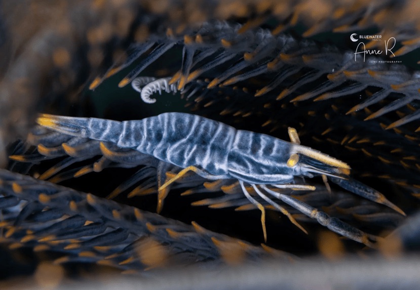 Shrimp photographed on a sea fan