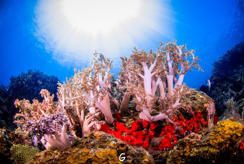 Colorful soft corals and red sea fans, Manta Queen 1 liveaboard Thailand