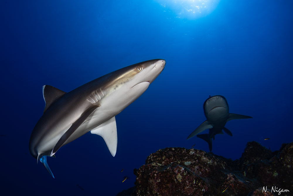 Silvertip shark in Socorro underwater photograph