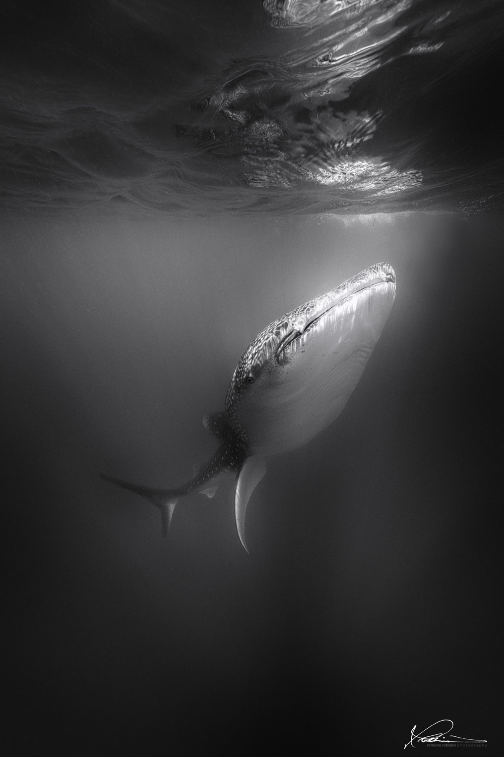 Shark underwater photograph by Romona Robbins Reynolds