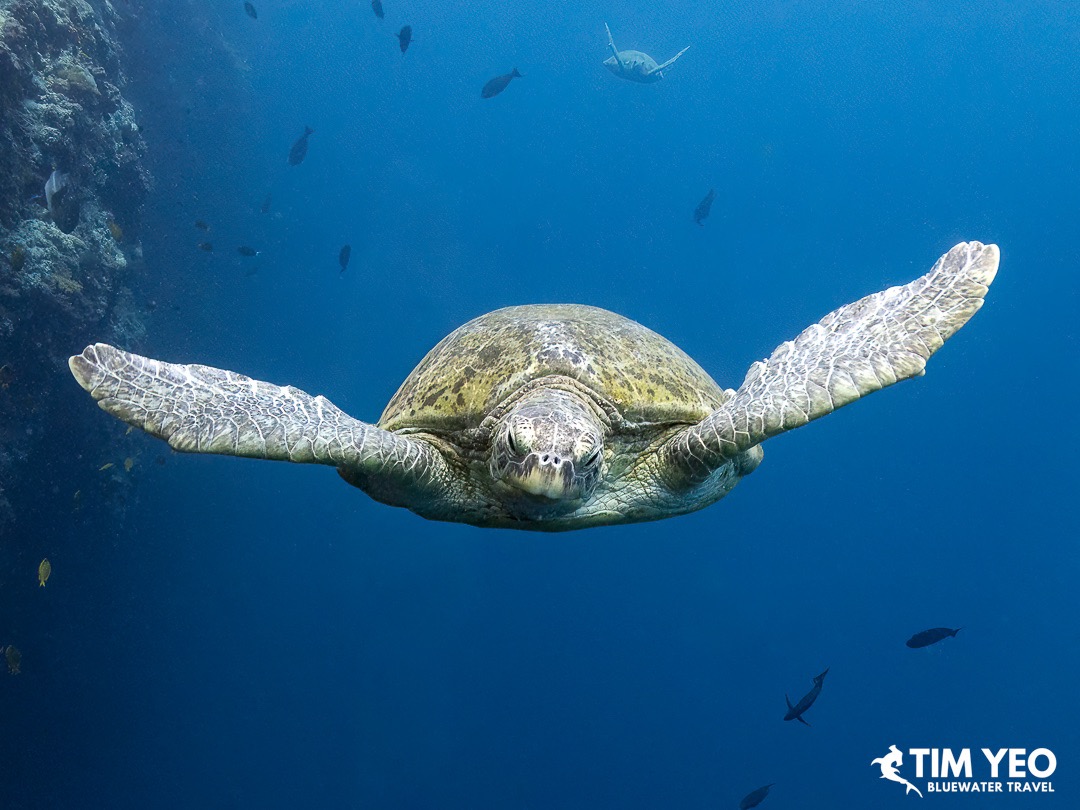 Green sea turtle in the water
