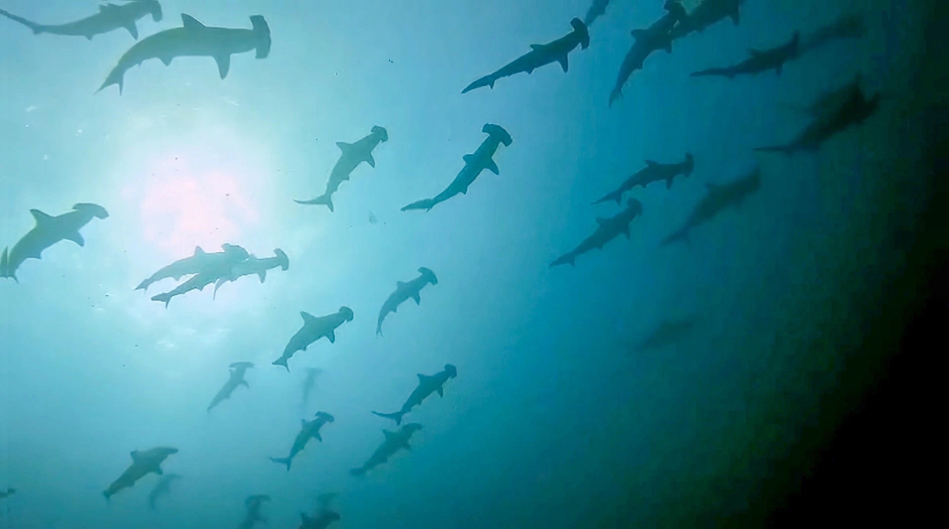 Large school of hammerhead sharks swimming above divers at Protea Banks