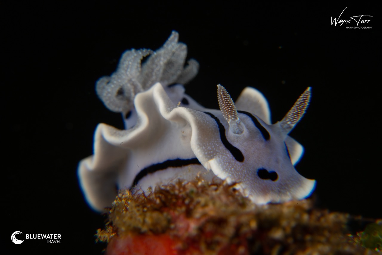 A close up of a nudibranch