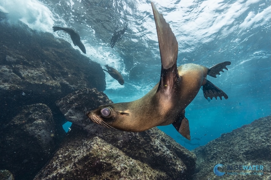 Juvenile sea lions playing in the water