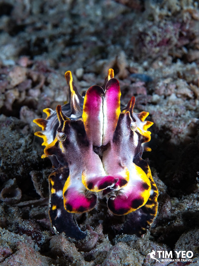 A Flamboyant Cuttlefish