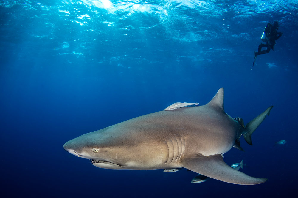 Lemon shark in Jupiter, Florida photographed by Nirupam Nigam