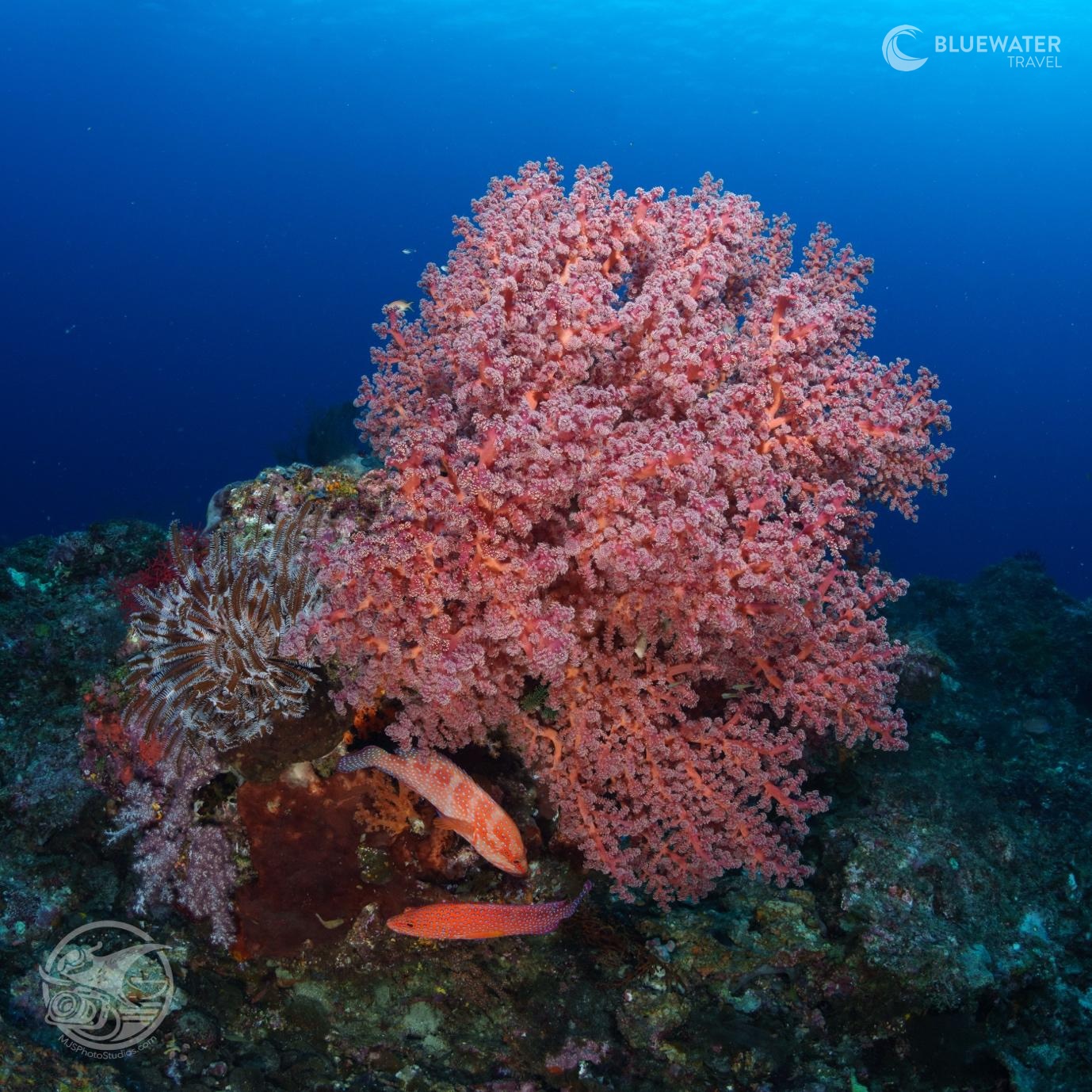 Beautiful soft corals in Raja Ampat