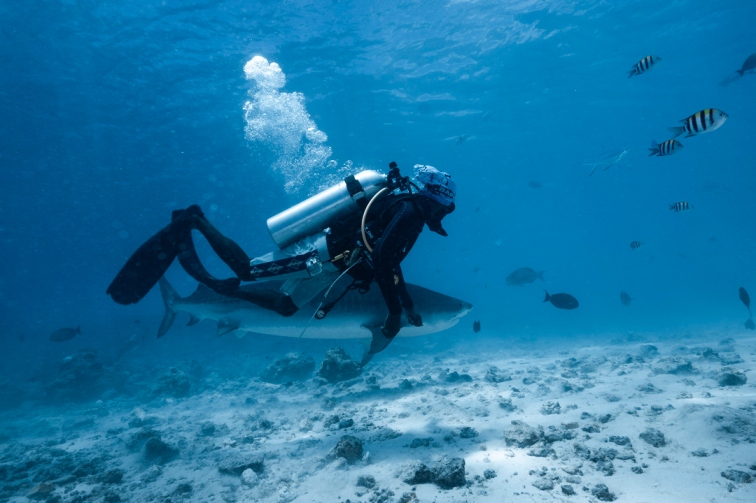 Diver with tiger shark in Fuvahmulah