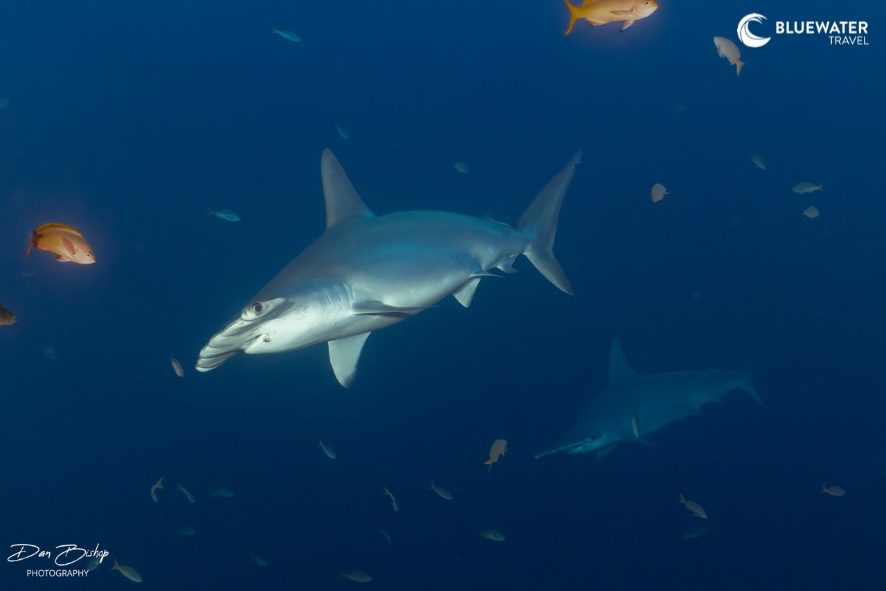 A hammerhead shark makes its way through the reef fish
