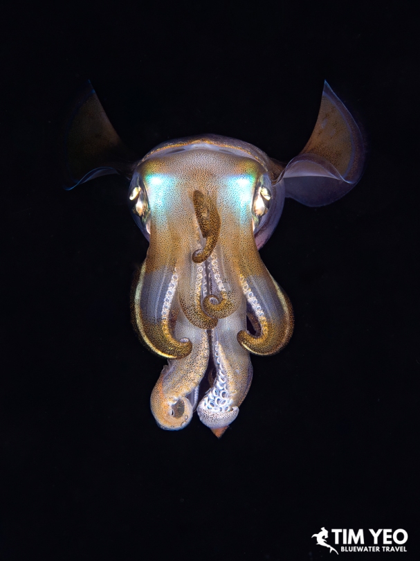 A cuttlefish facing the camera with iridescent eyes on a night dive