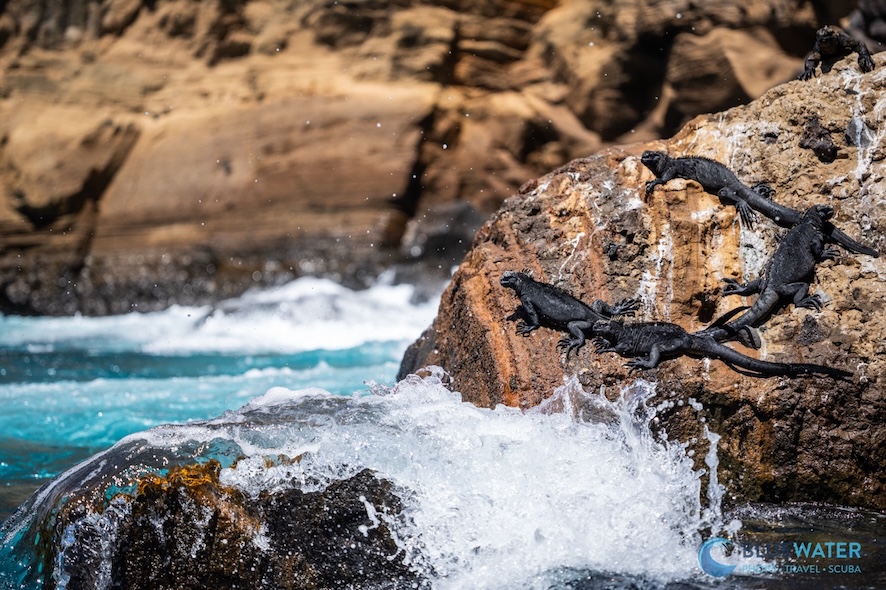 Marine iguanas resting on rocks near the water