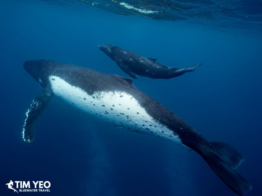 Humpback whale mother with her small calf in Moorea.