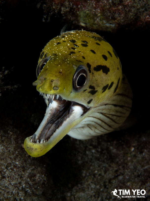 A yellow moray eel with dark spots poking out from the reef, mouth open.