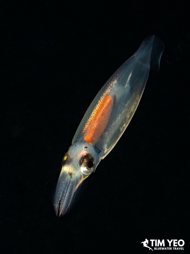 Squid suspended in black water during a night dive