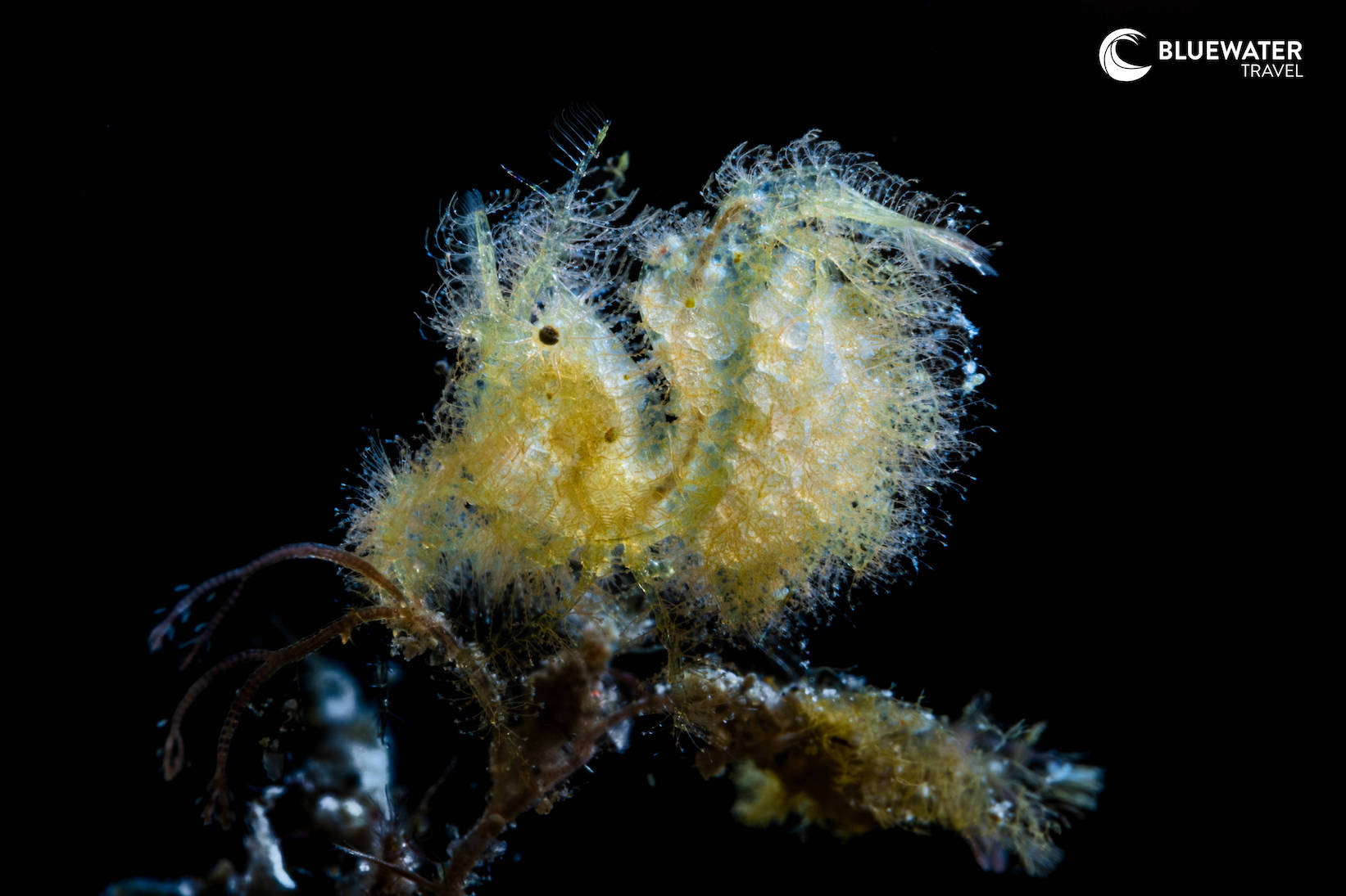 A yellow hairy frogfish covered in shaggy, algae-like filaments