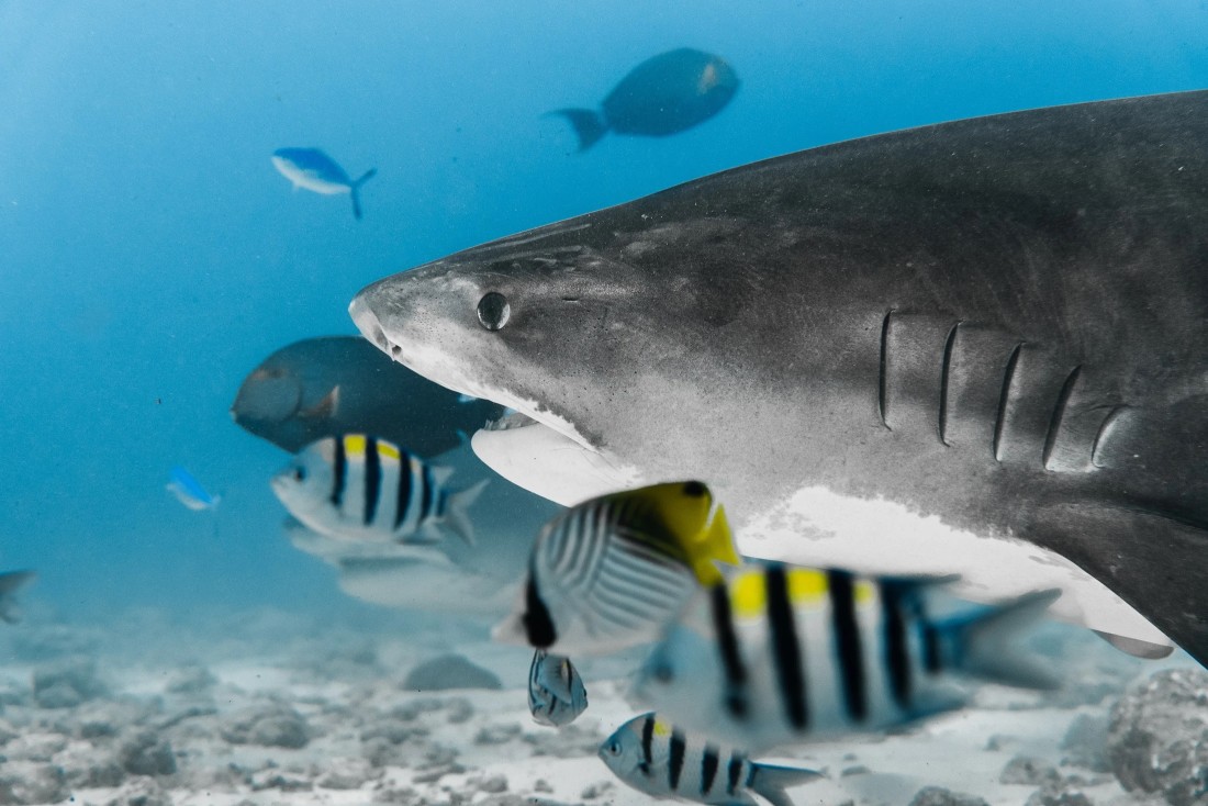 Tiger shark swimming alongside tropical fish in the clear waters of Fuvahmulah, Maldives