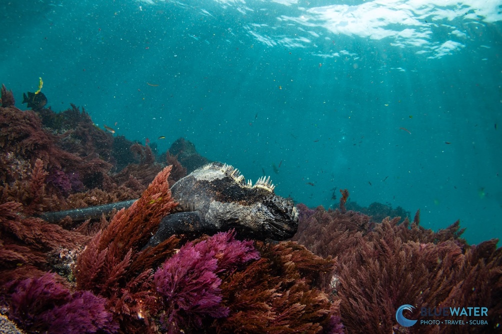 An iguana swims among the corals