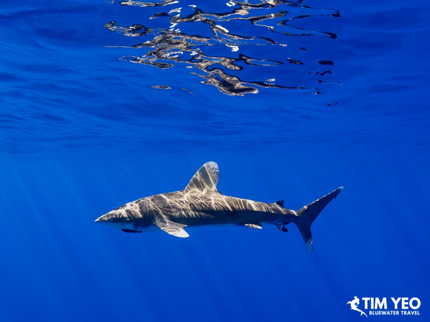 Oceanic whitetip shark swimming close to the camera.