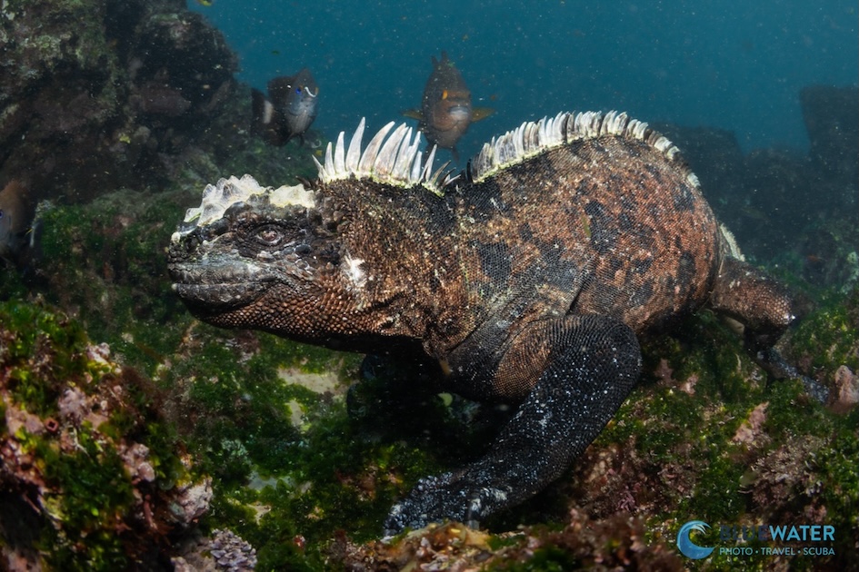 A marine iguana on the rocks