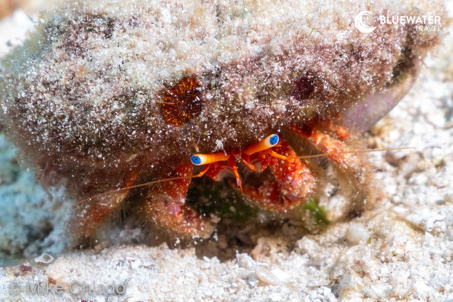 A shy hermit crab
