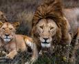 Lions