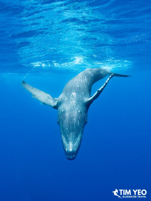 Humpback whale diving head-down with fins spread.