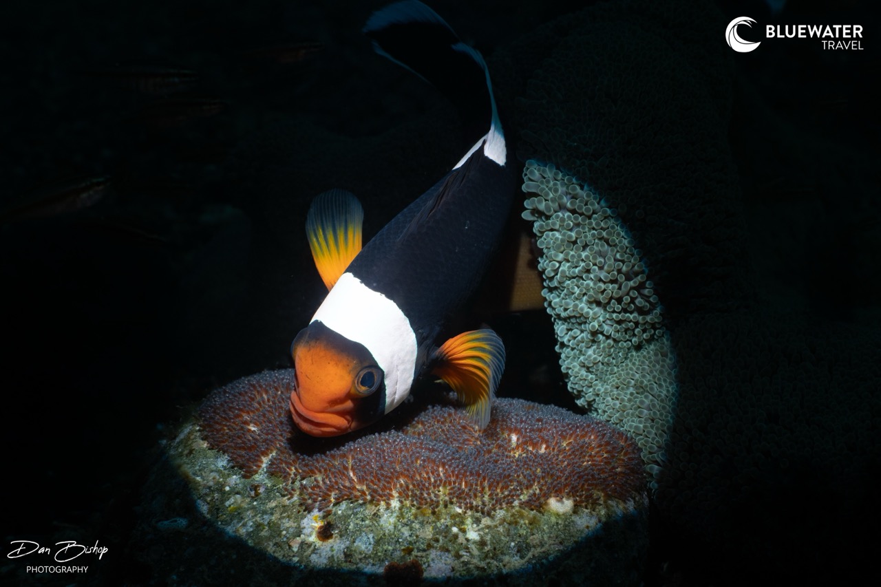 A clownfish and its eggs
