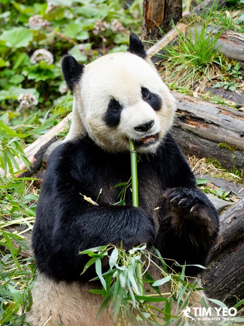 A panda munching on bamboo