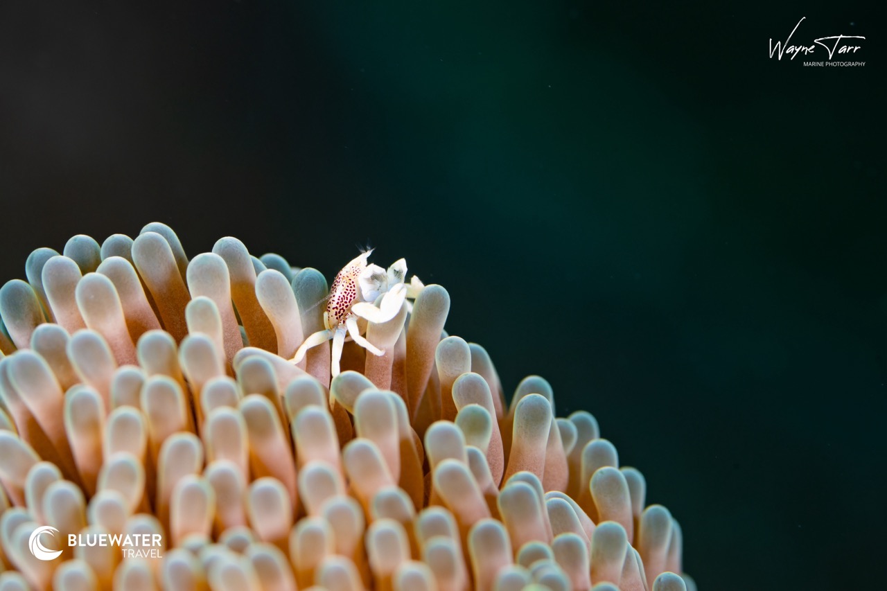 A small critter in Anilao