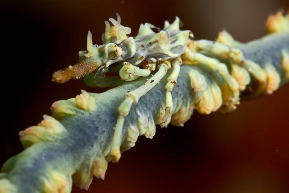 Close-up marco critters in Anilao